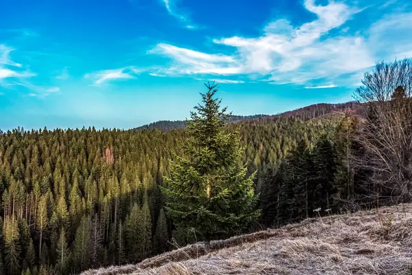 Ormanın güzel manzarası