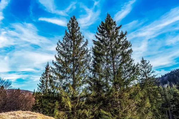 Bulutlu bir günde güzel bir ağaç görüntüsü