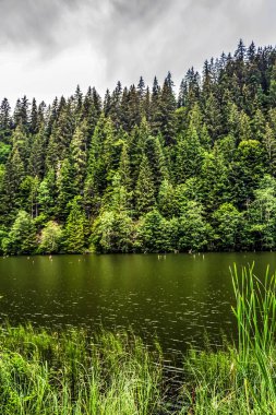 Ormandaki yeşil göl