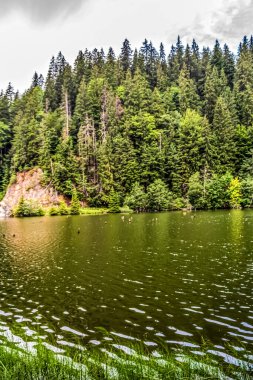 Ormandaki gölün güzel manzarası