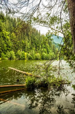 Ormanın güzel manzarası