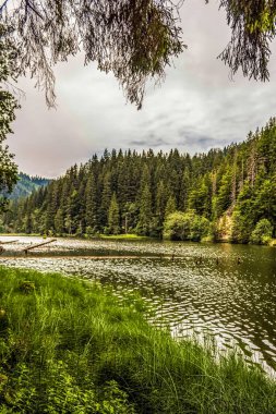 Ormanda güzel bir göl