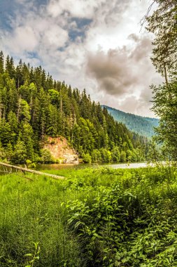 Ormanın ortasındaki dağlarda güzel bir yeşil orman görüntüsü.