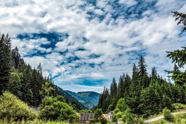 Ormanın güzel manzarası