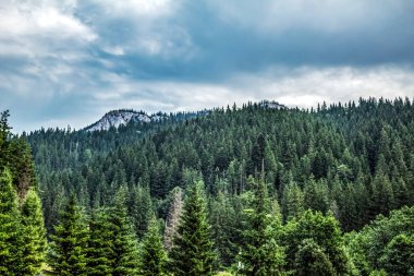 Bir yaz gününde dağ ormanı