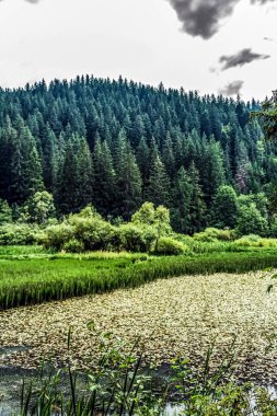 Ormandaki nehrin güzel manzarası
