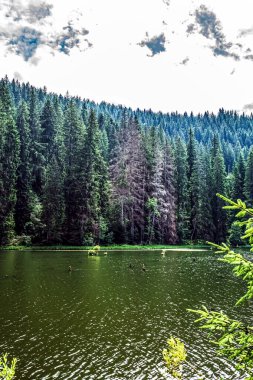 Ormanda göl ve ağaçlar