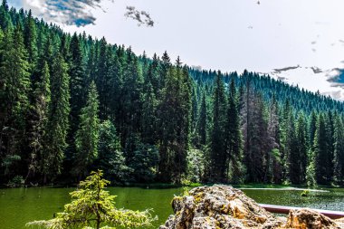 Ormanın güzel manzarası