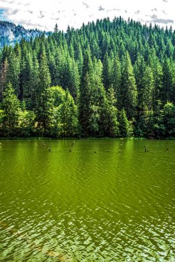 Ormandaki güzel göl manzarası