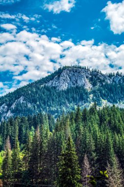 Dağlarda güzel bir orman manzarası