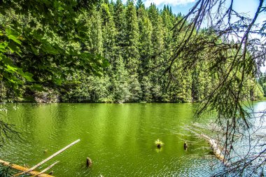 Ormandaki yeşil göl.