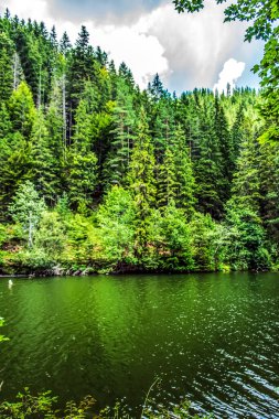 Ormandaki yeşil göl