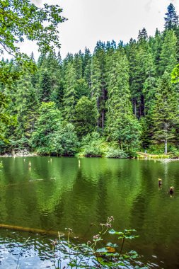 Hırvatistan 'da yaz mevsiminde Plitvice göllerinin yeşil gölü.