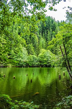 Ormandaki güzel göl