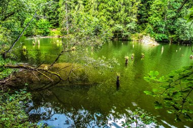 Yazın küçük gölün kıyısında göl ve orman