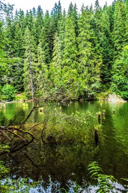 Parktaki güzel göl