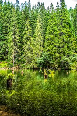 Ormandaki güzel göl