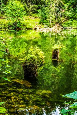 Nehir ve ormanlı güzel bir manzara.