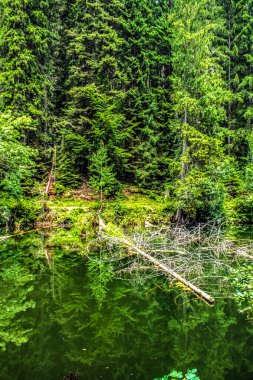 Güzel göl manzarası