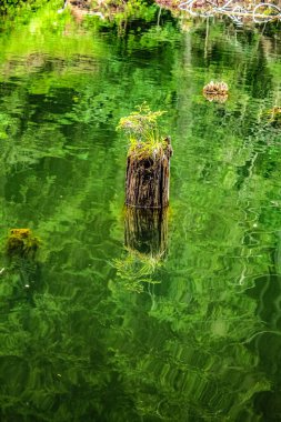 Güzel göl manzarası