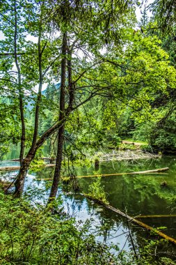 Ormandaki gölün güzel manzarası.