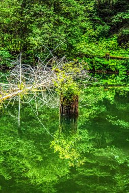 Göldeki bir ağaç gövdesinin güzel bir görüntüsü.