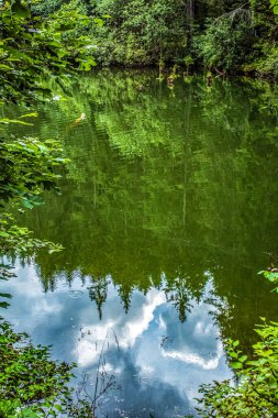 Ormandaki güzel bir nehir manzarası