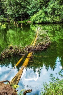 Ormanın ortasında bir nehrin güzel bir görüntüsü.