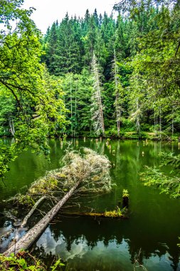 Ormandaki güzel göl