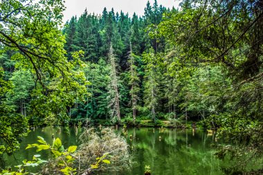 Göl ve yeşil orman