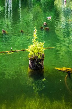 Ormandaki nehrin güzel manzarası