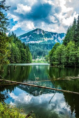 Ormandaki güzel göl manzarası