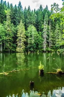 Ormandaki sulara yansıyan yeşil orman gölü.