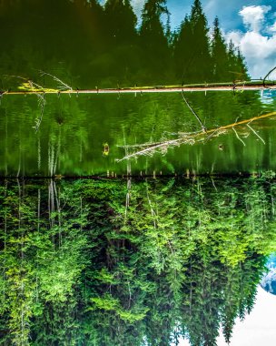 Ormanda gölü olan güzel bir manzara.