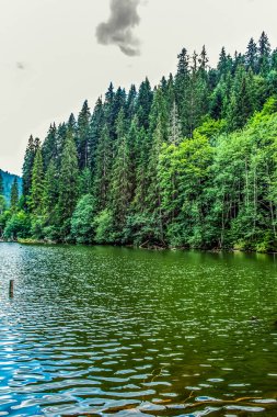 Yeşil ormanlı güzel göl