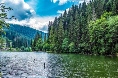 Nehir kıyıda, ormanda.