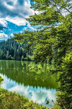 Arka planda orman olan göl. Yaz manzarası.