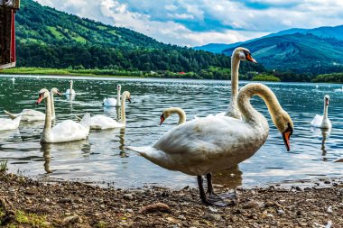 Gölün kıyısındaki beyaz kuğular kanadı, Slovakya