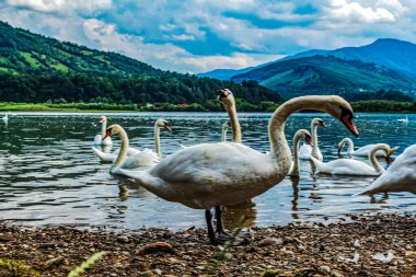 Gölde kuğular. doğa arkaplanı