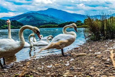 Gölde güzel kuğular