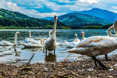 Gölde beyaz kuğular