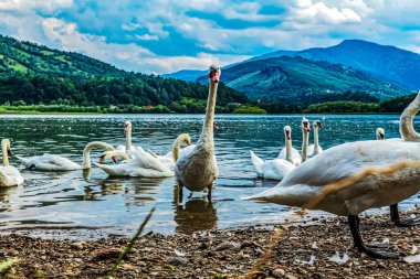 Gölün arka planında beyaz kuğular