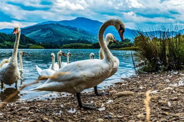 Parktaki gölde güzel beyaz kuğular