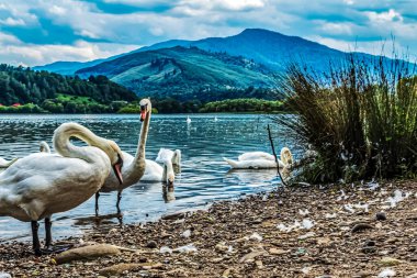 Göl kıyısında beyaz kuğular