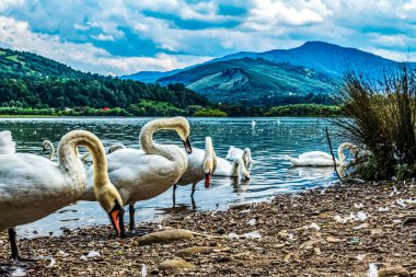 Gölün kıyısındaki kuğular kanadı.