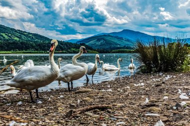 Kuğu ve Gölde ördekler