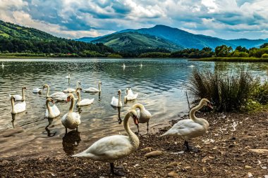 Bir sürü Kuğu Gölü