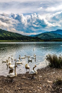 Suda güzel beyaz kuğular