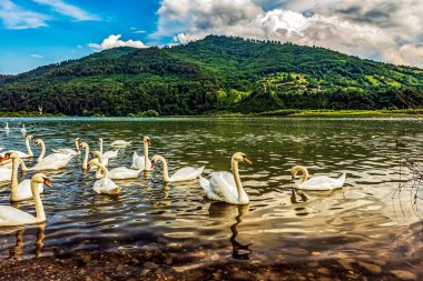 Gölde beyaz kuğular