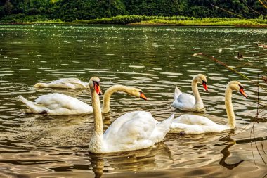 Gölde güzel beyaz kuğular